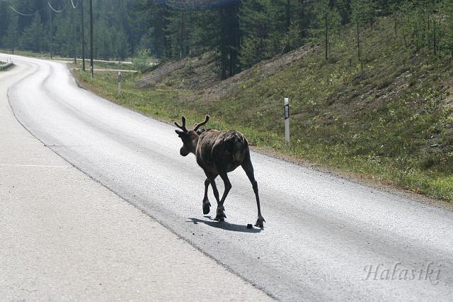 Norwegia (268).JPG - Fińska Laponia - władcy szos